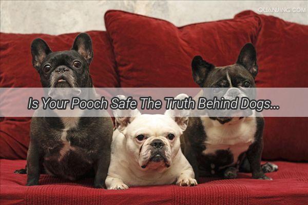 Is Your Pooch Safe The Truth Behind Dogs and Pork Salt Plasters